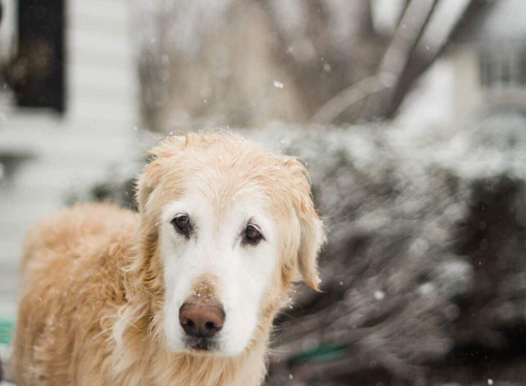 Dog in the cold weather.