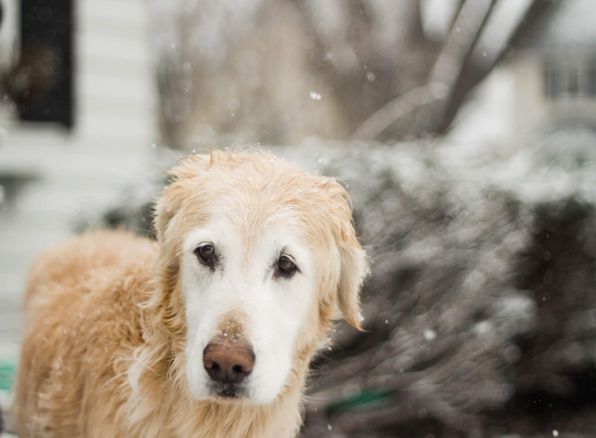 Dog in the cold weather.