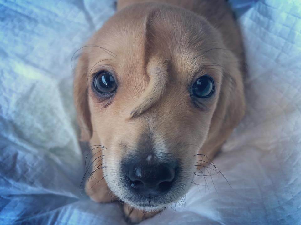 Narwhal the puppy with tail on forehead.