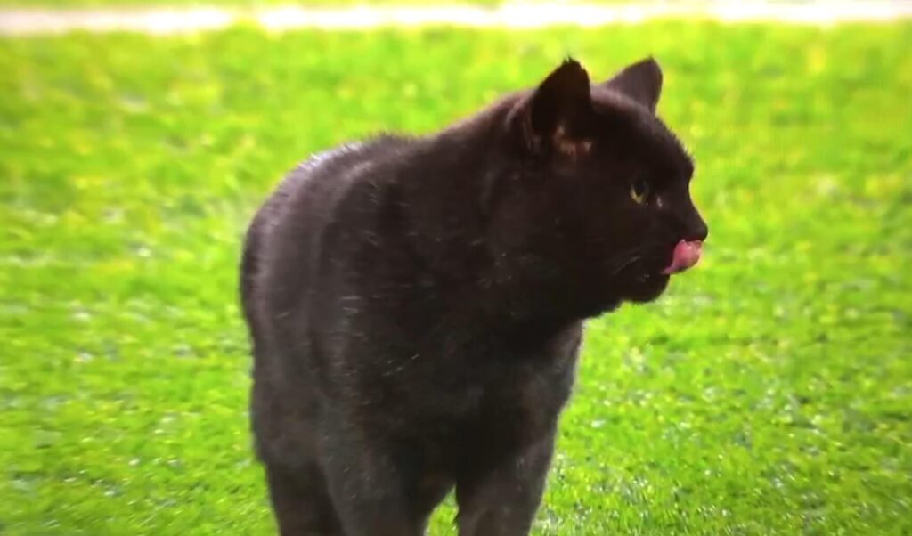 Cat on Monday Night Football