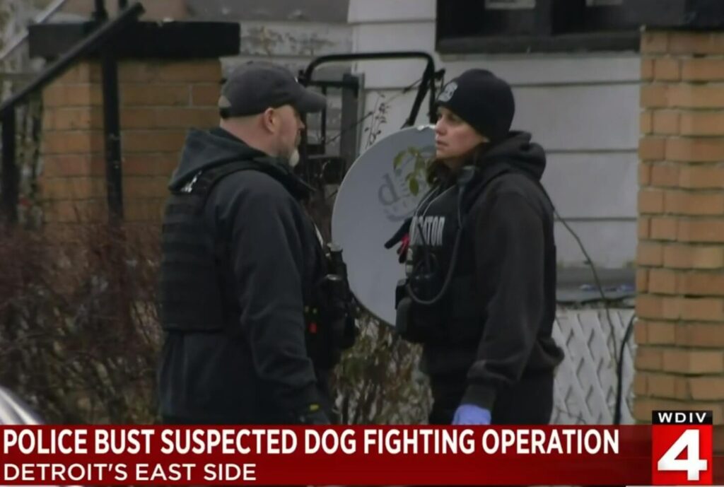 Investigators rescue dogs from dog fighting ring.