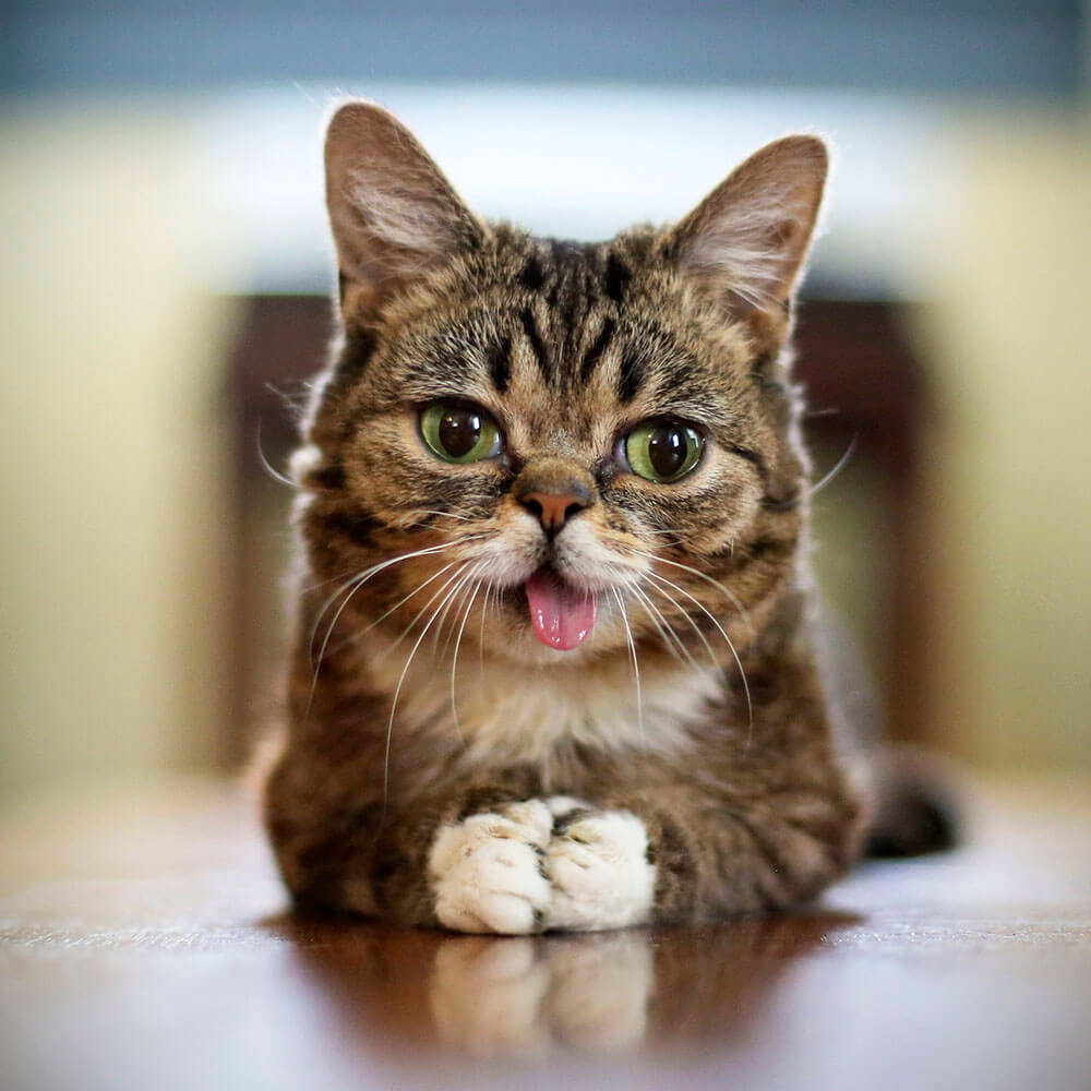 Lil' Bub the cat