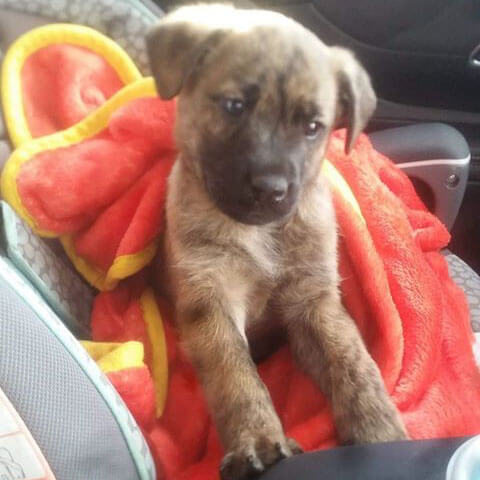 Rescued puppy adopted from MHS.