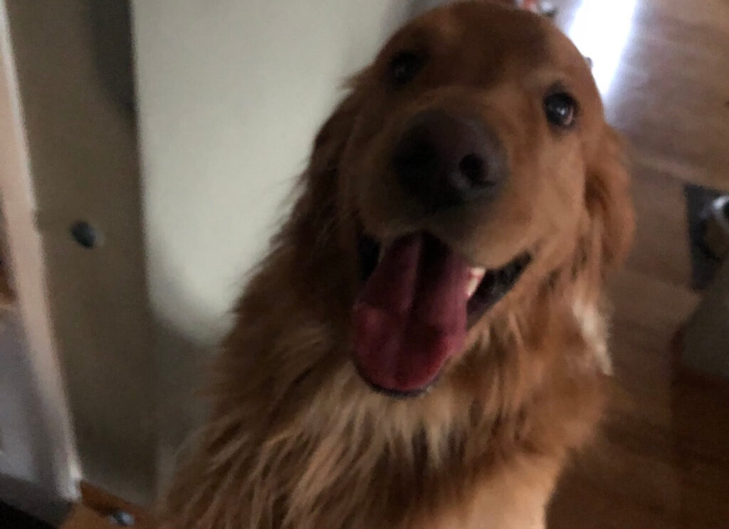 Golden Retriever Red