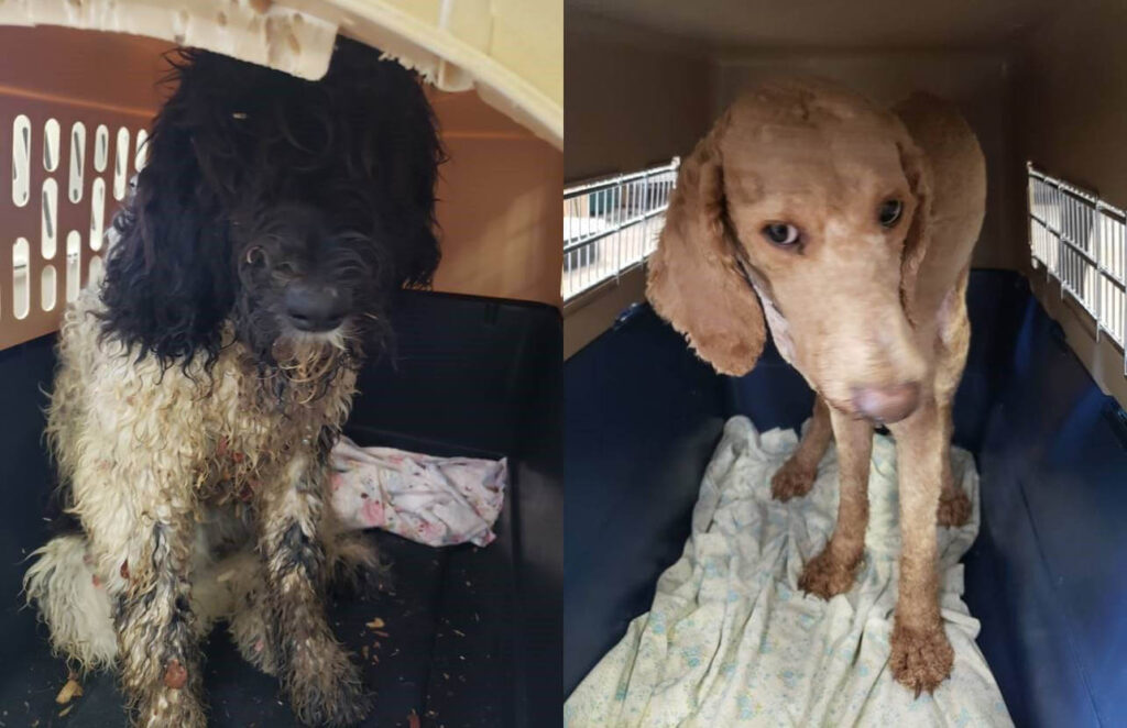 Dogs rescued from puppy mill in Hillsdale, Michigan.