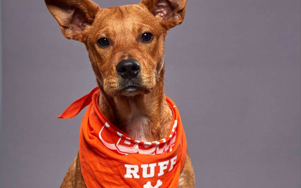 Logan the dog will be at Puppy Bowl XVI.