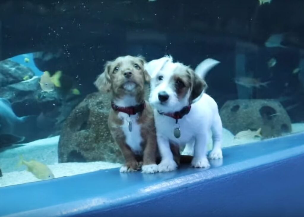 Puppies at Georgia Aquarium