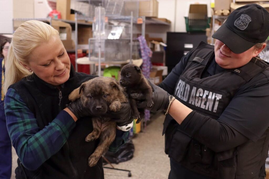 Puppies rescued by MHS