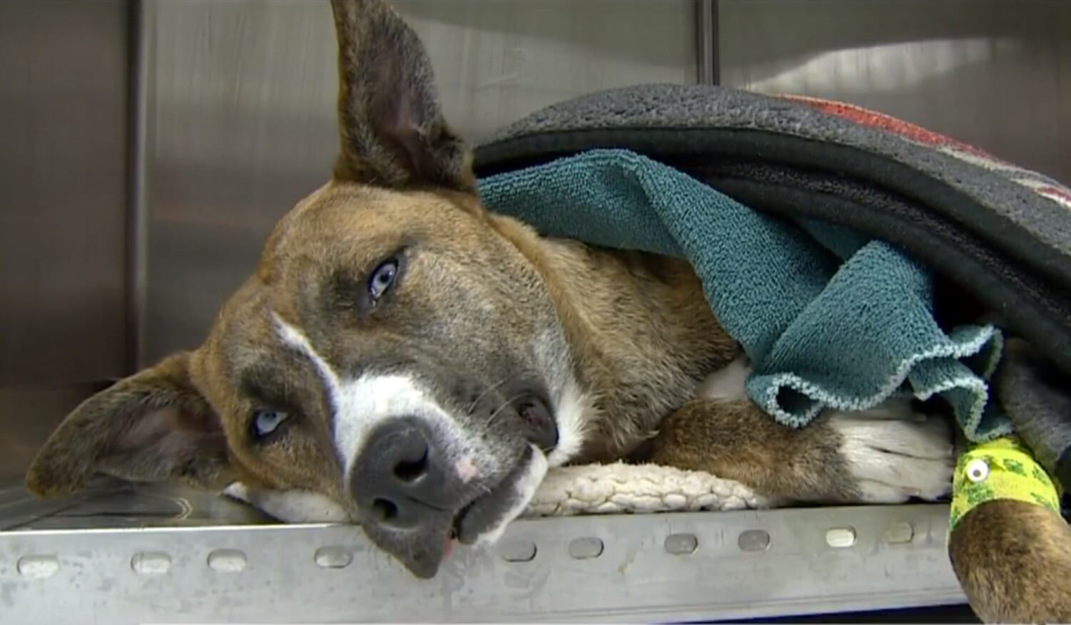 Dog found shot in neck in Allegan County