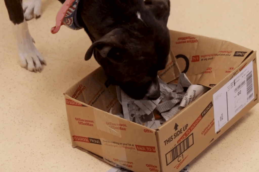 Dog with enrichment box.