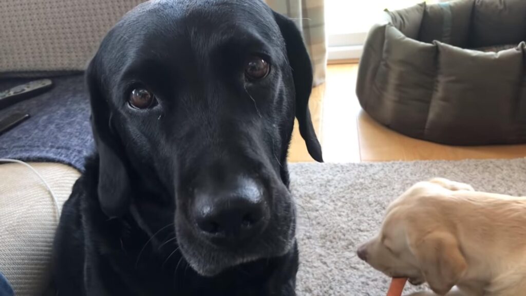 Dogs play with toys