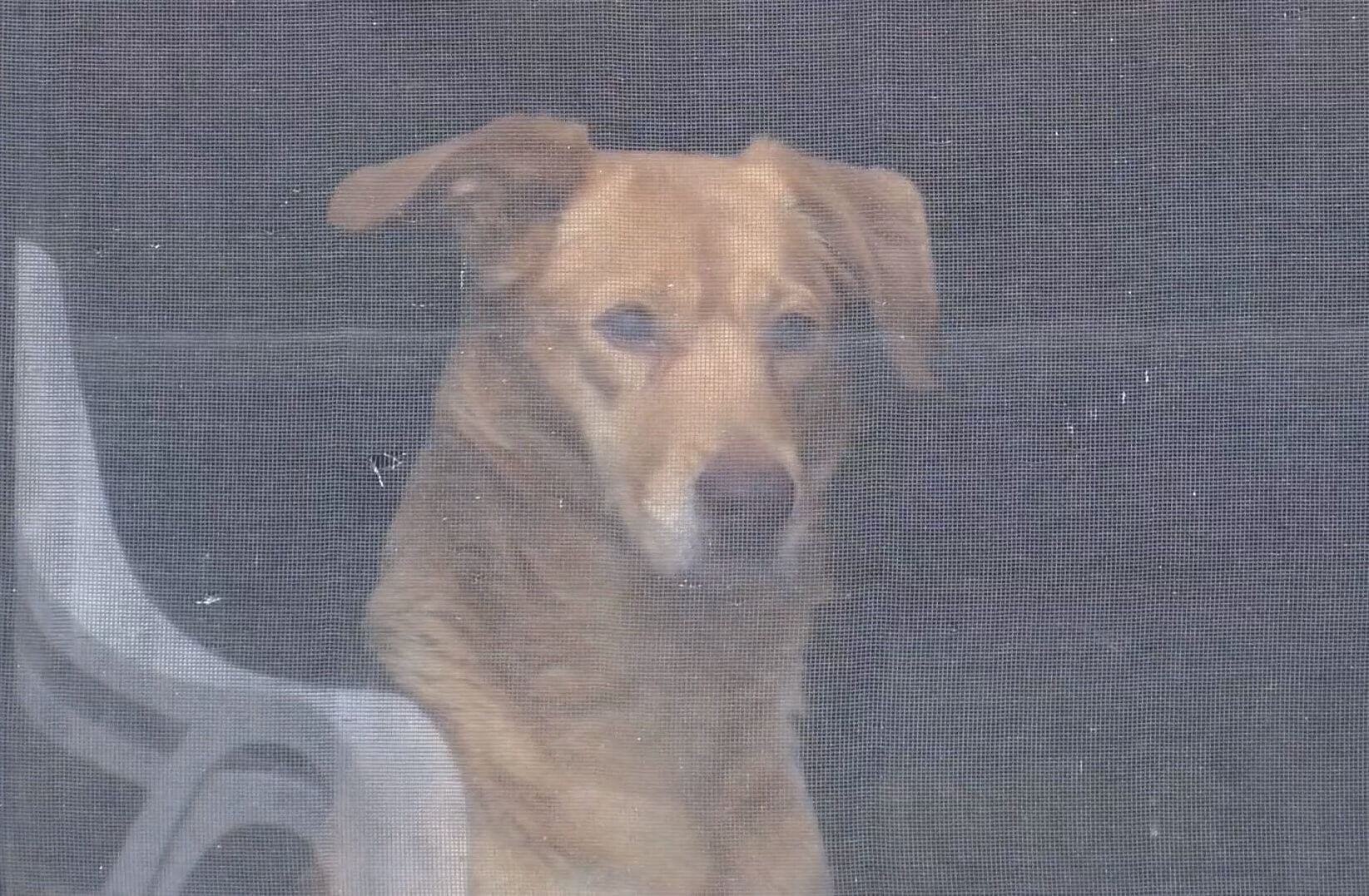 Lucy the dog was attacked by a bear.