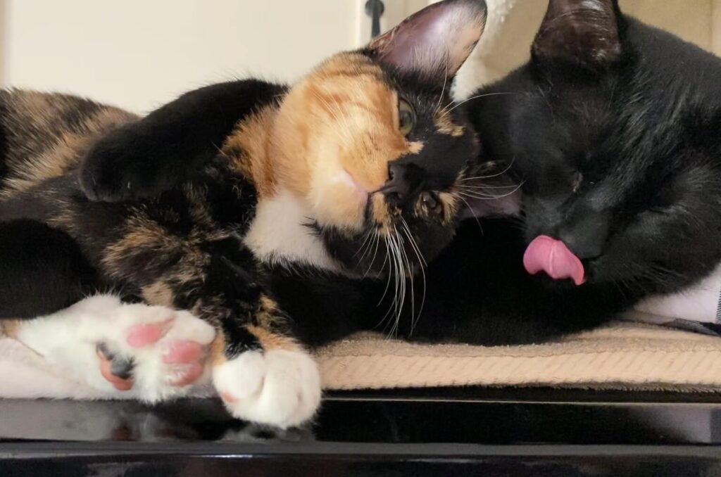 Cats cuddling.