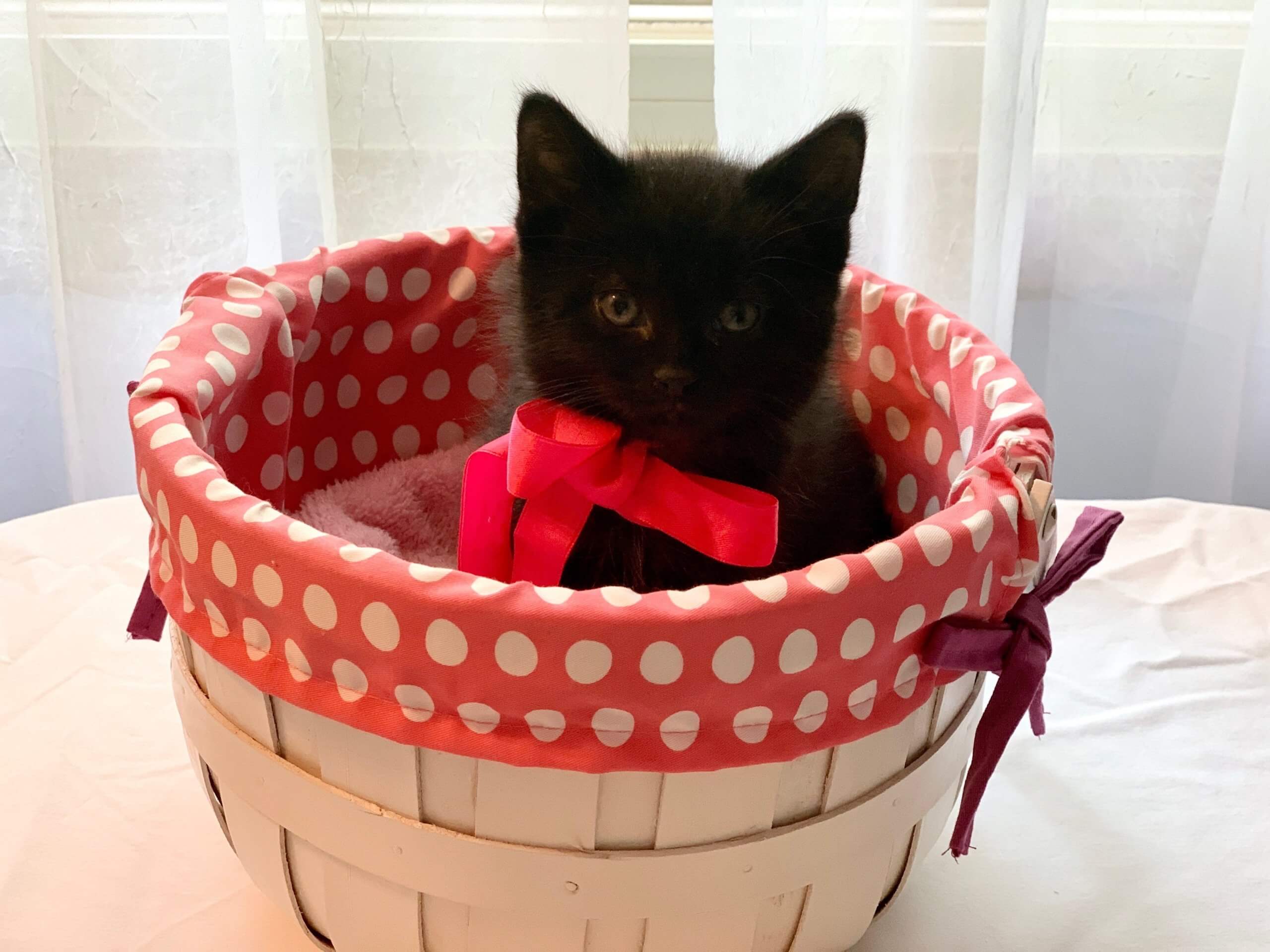 Kitten Shower Kitten