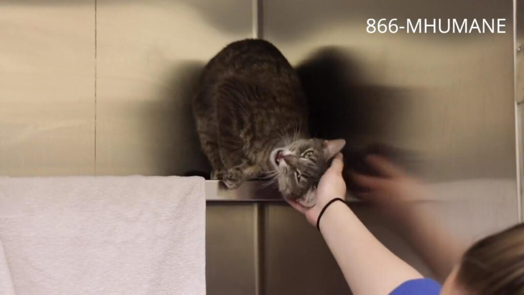 MHS virtual adoption tour May 20, 2020