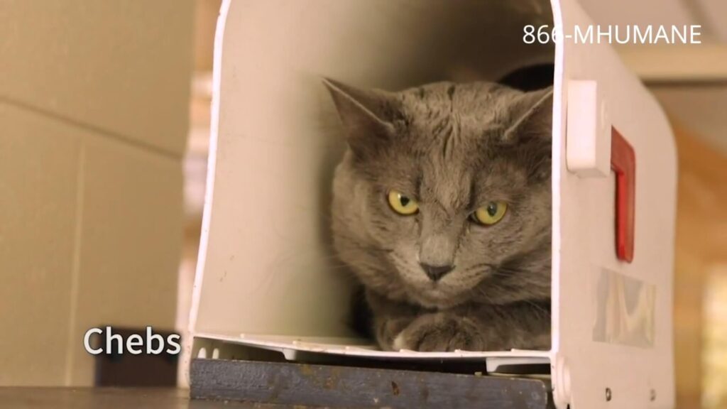 Chebs the cat