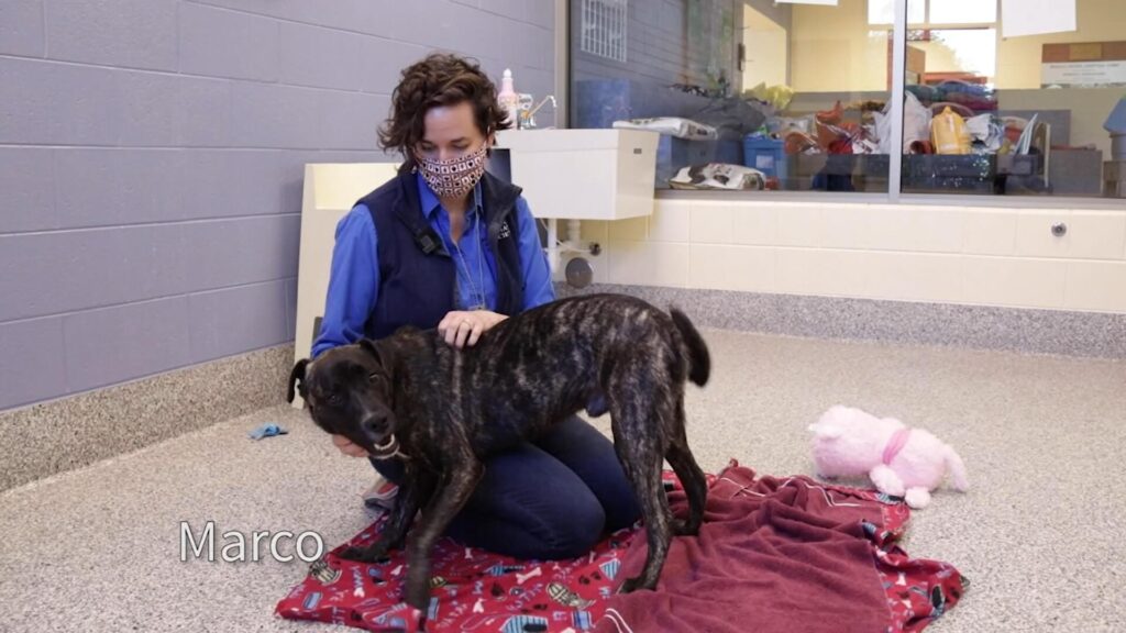 Marco MHS virtual adoption