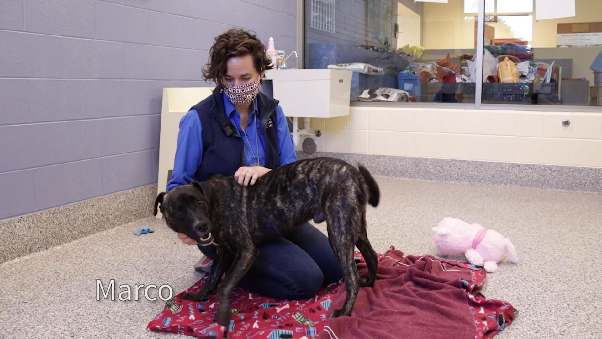 Marco MHS virtual adoption