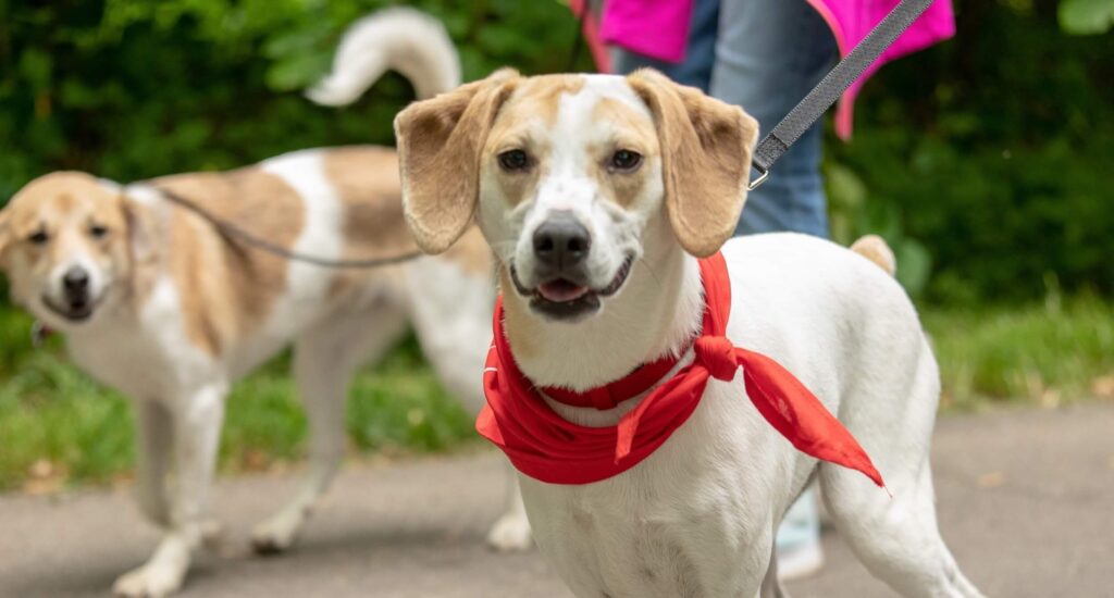 MHS Mutt March