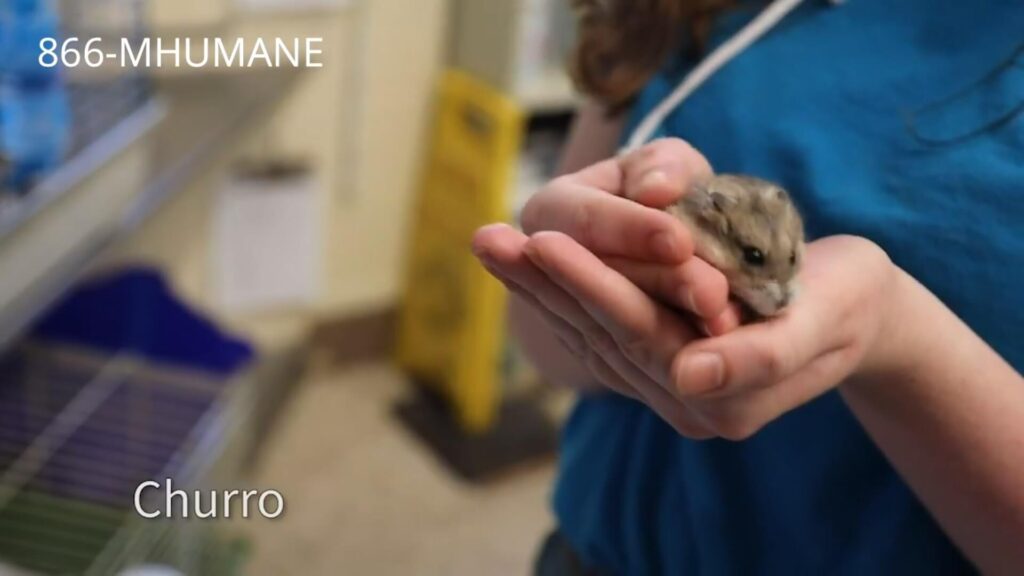 Hamster