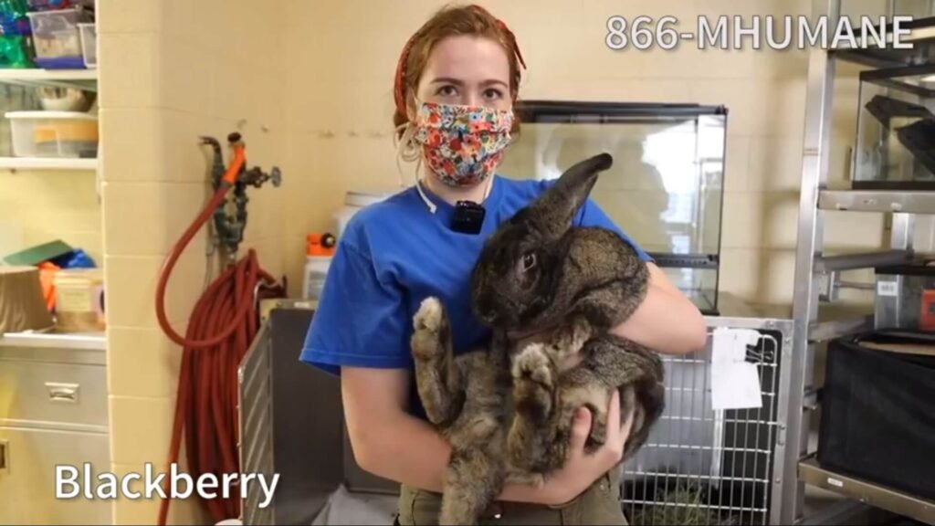 Blackberry the rabbit