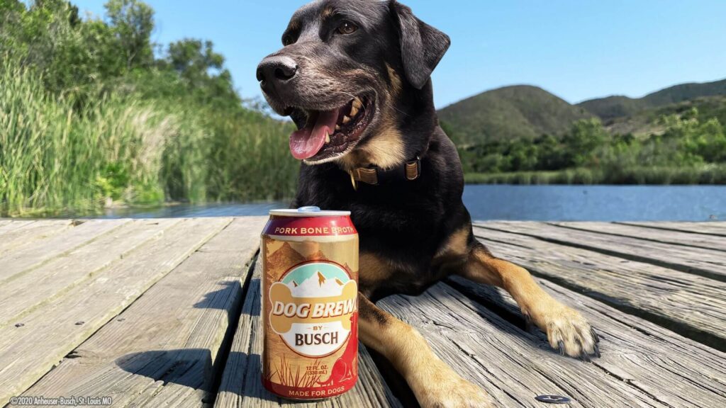 Busch Beer Dog Brew