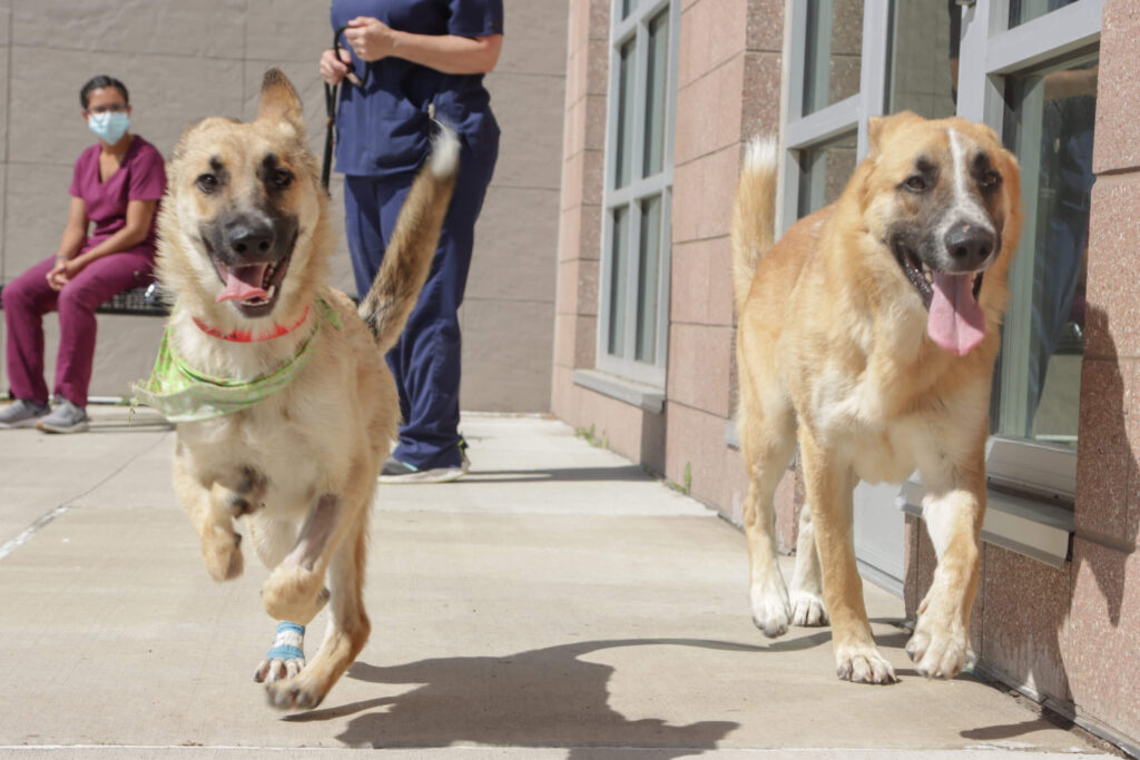 Two dogs running at Michigan Humane.