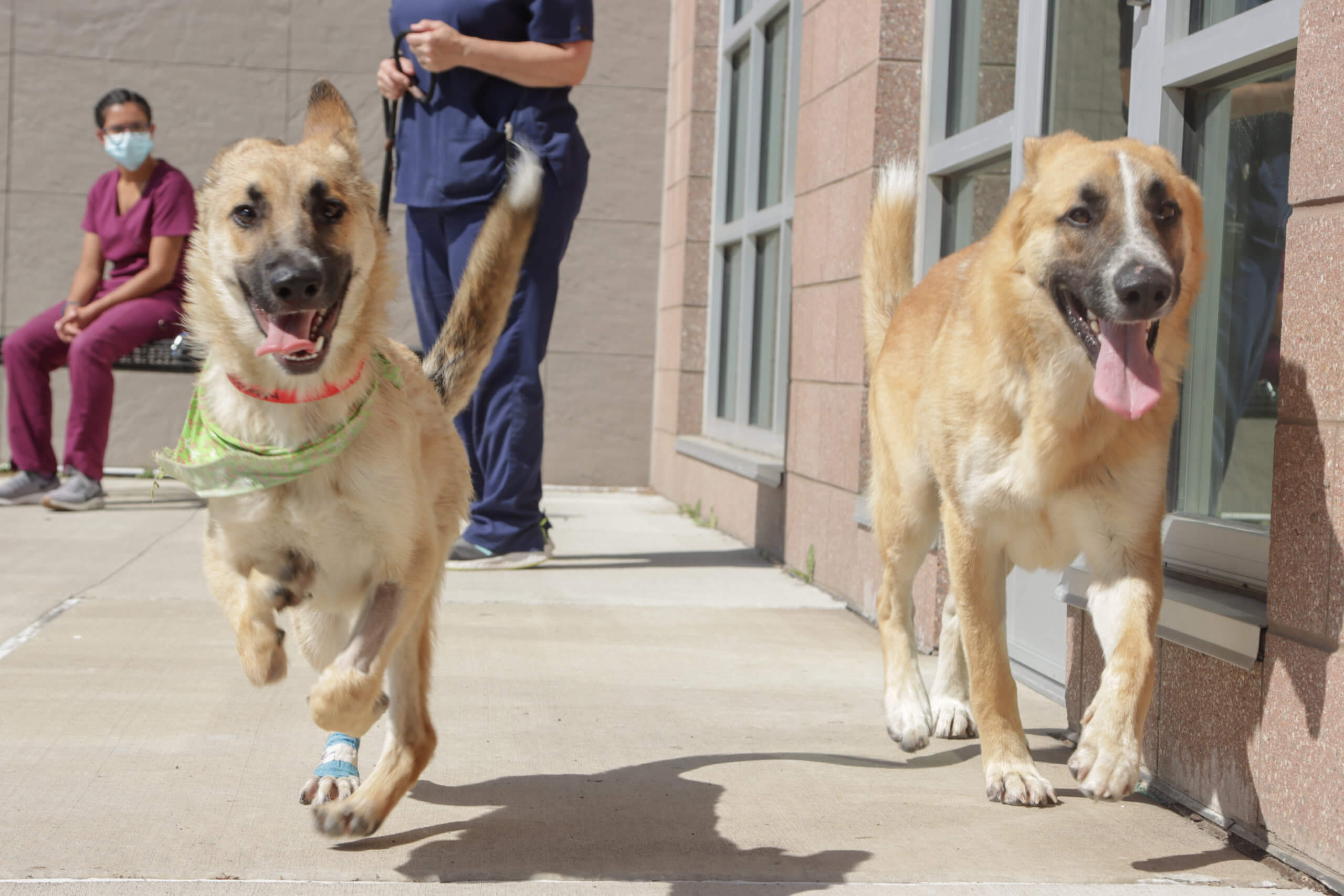 Two dogs running at Michigan Humane.