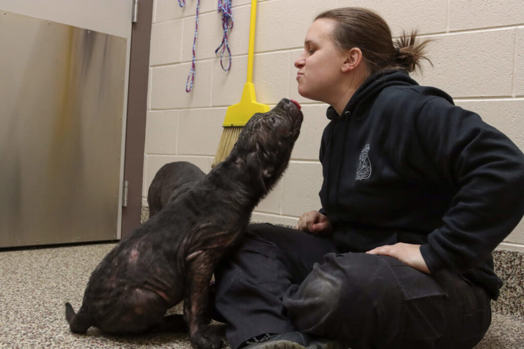Michigan Humane animal shelter