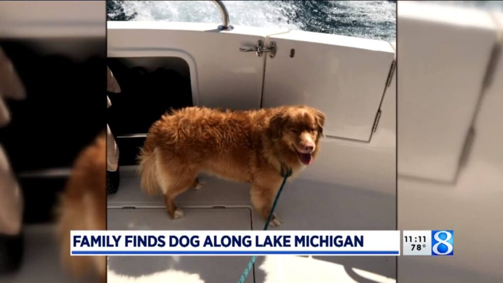 Dog rescued from Lake Michigan