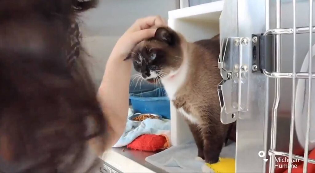 Cat available to adopt