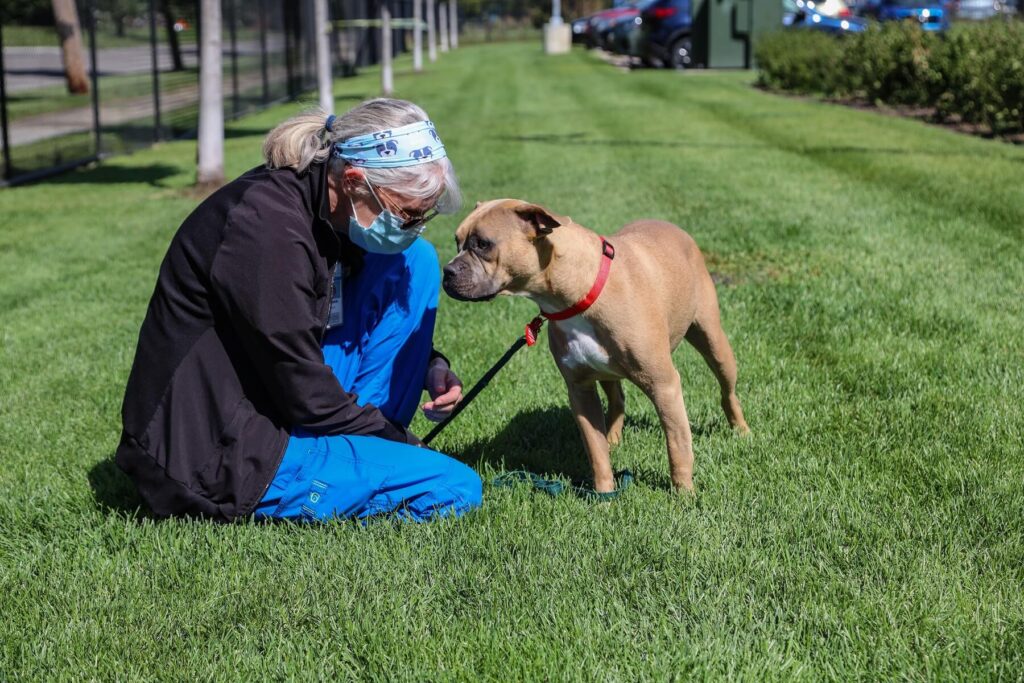 Flicka the dog at Michigan Humane
