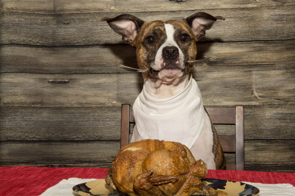 Dog with turkey dinner.