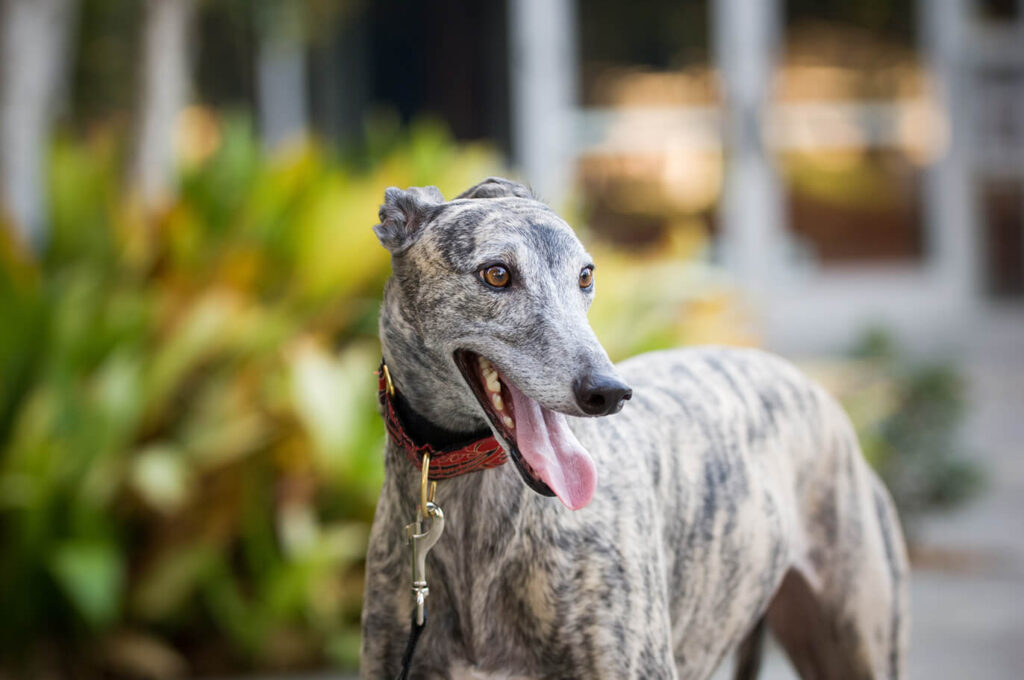 Greyhound outside.