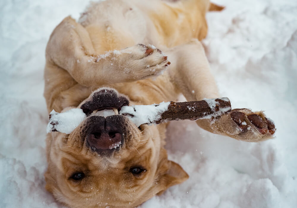 Dog playing in snow