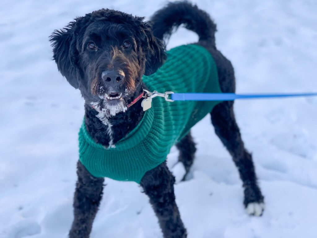 Dog playing in the snow.
