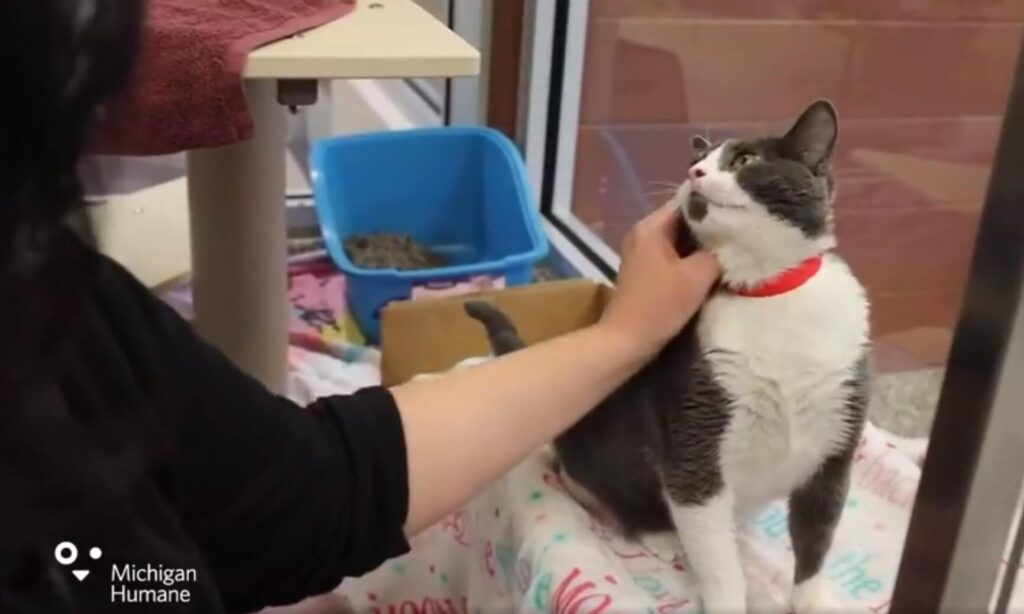 Michigan Humane Virtual Adoption Floor January 11, 2021