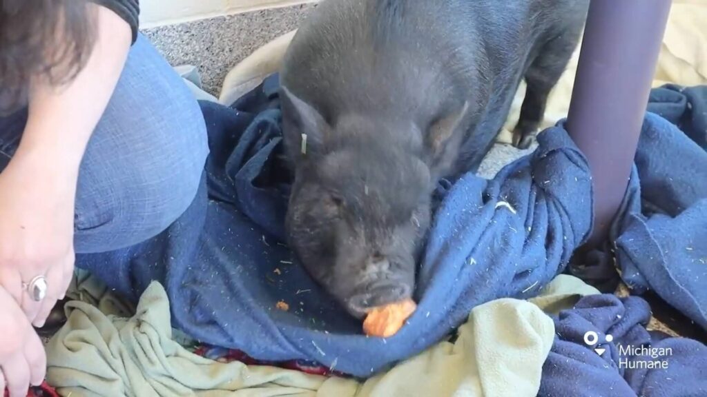 Charlotte the pig