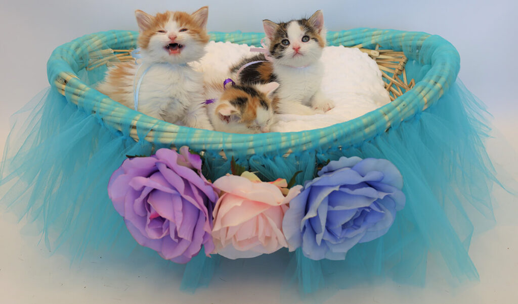 kittens in a basket