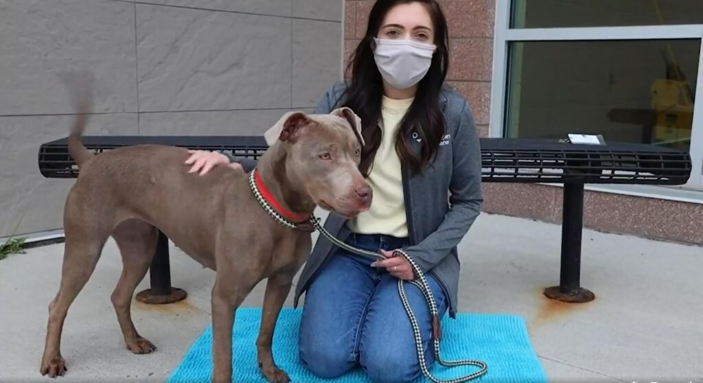 Adopt a pet at Michigan Humane