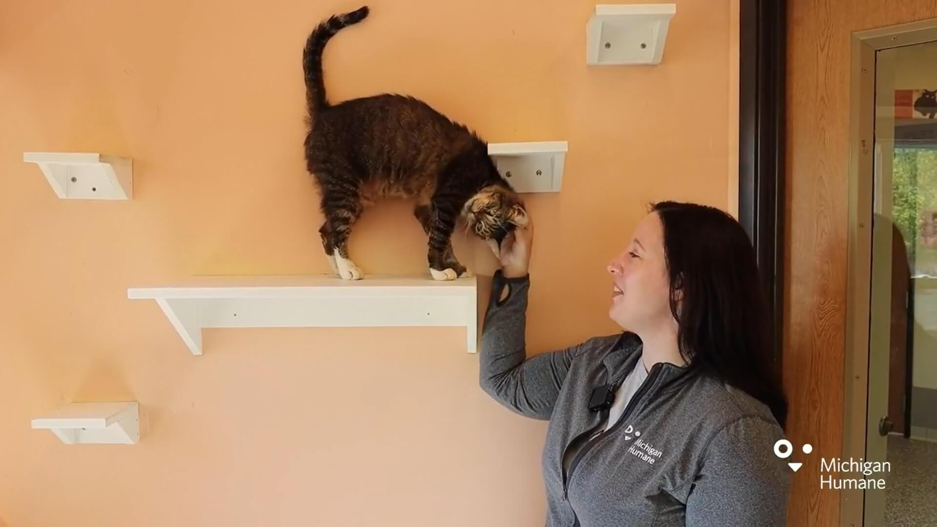 Animals available to adopt from Michigan Humane Livingston County
