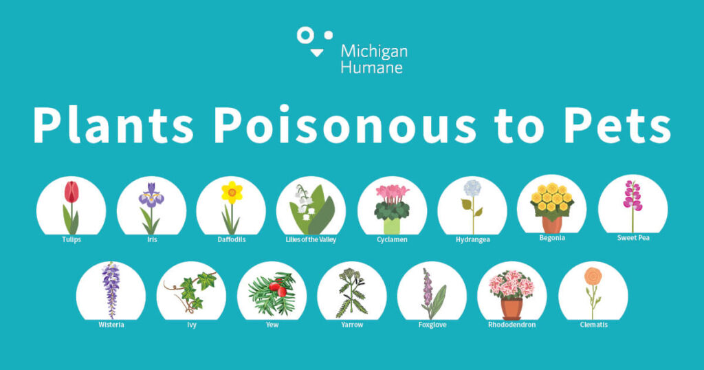 Plants poisonous to pets