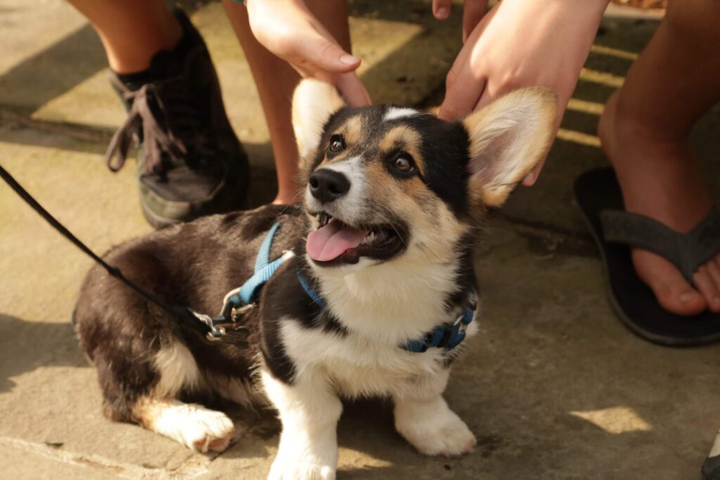 Dog in summer heat