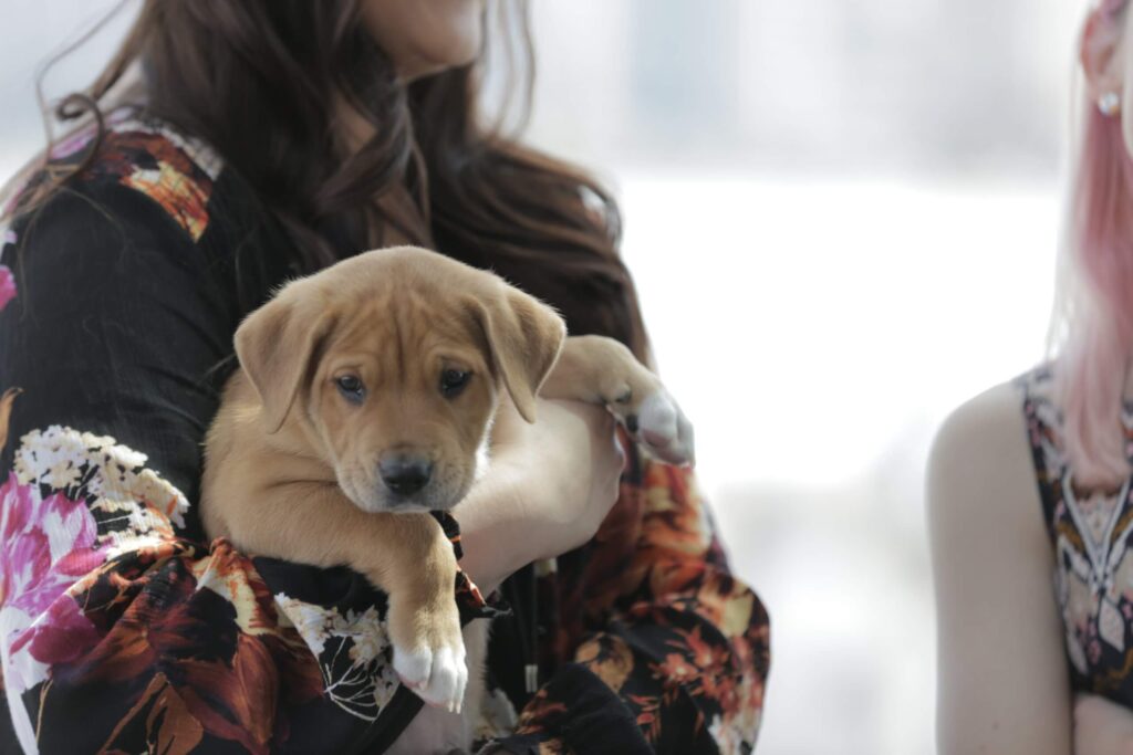 Woman holds puppy at Michigan Humane Purrfect Bow Wow Brunch