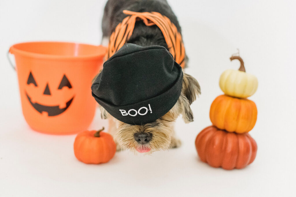 Dog wearing Halloween costume
