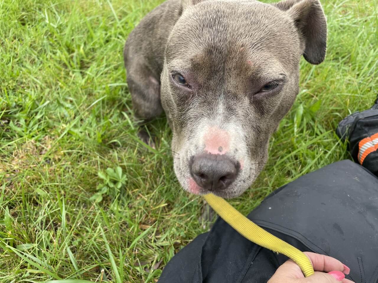 Dog rescued from burning church