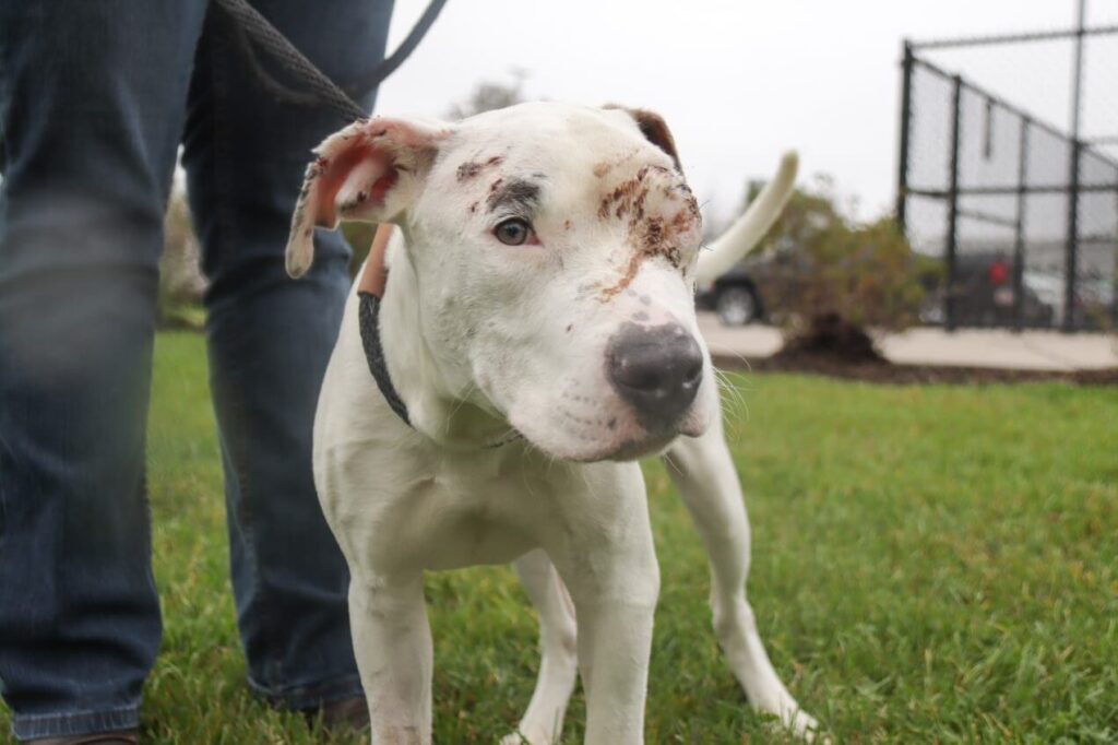 Michigan Humane Giving Tuesday 2021