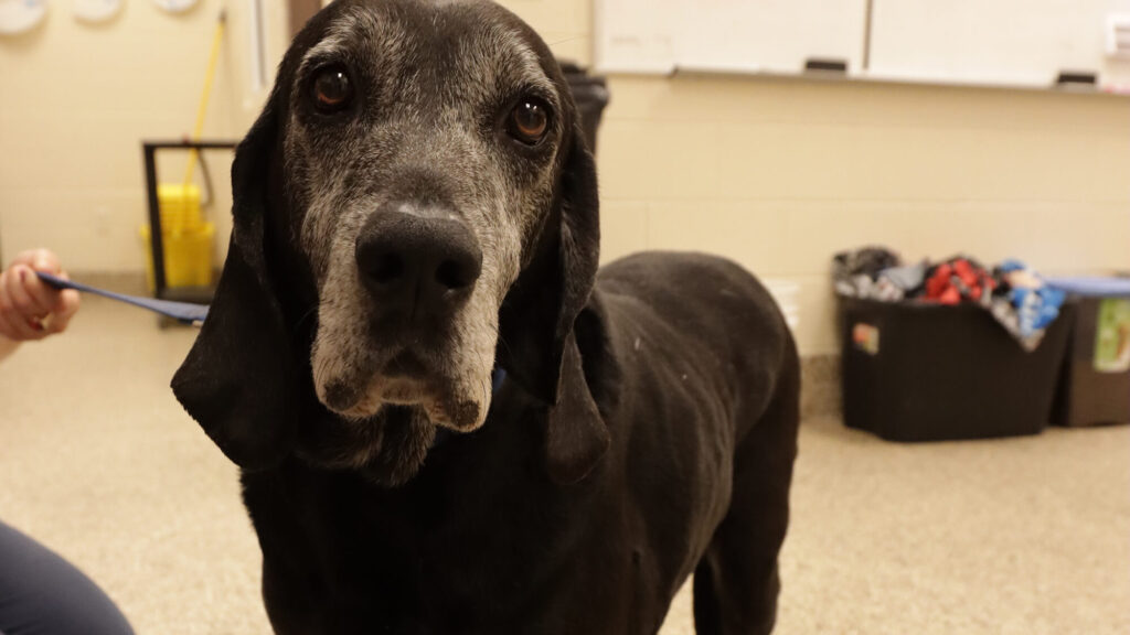 National Adopt a Senior Pet Month