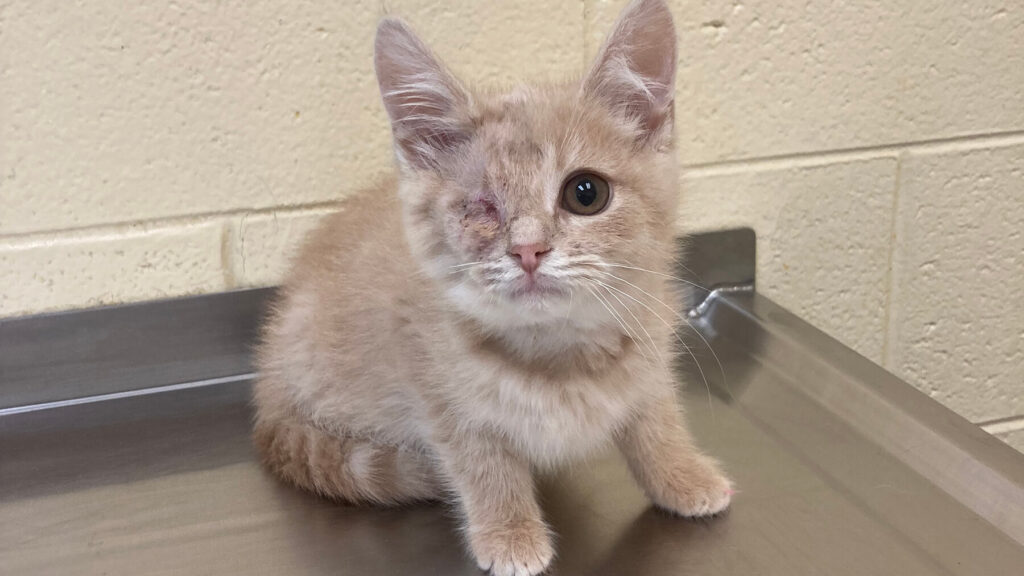 Orphan Kitten Club