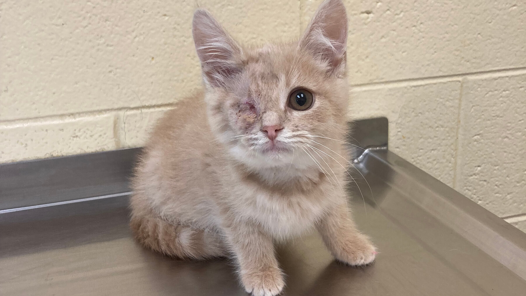 Orphan Kitten Club